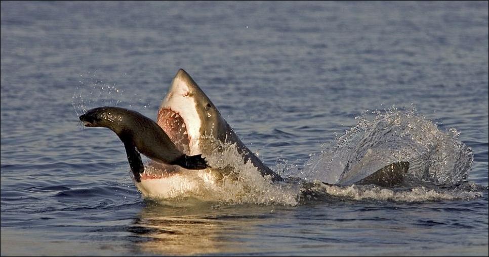 Топ - 10 интересных фактов об акулах