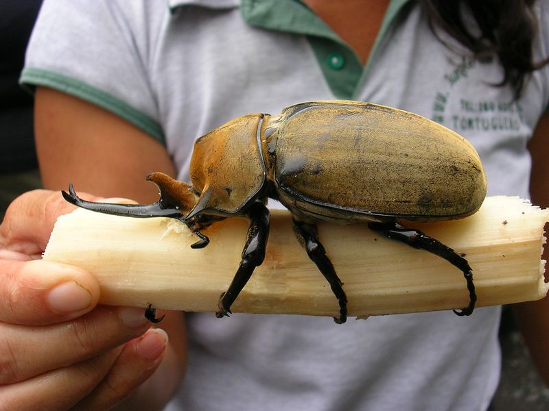 Топ - 16 самых больших жуков